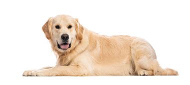 Golden Retriever köpeği, soluk soluğa, beyaz arka planda izole.