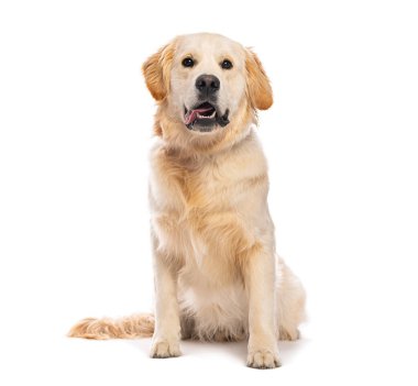 Golden retriever köpeği oturuyor ve soluk soluğa, beyaz arka planda izole edilmiş.