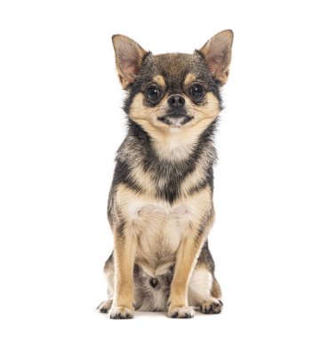 Kahverengi ve siyah Pomchi, Pomeranian ve Chihuahua köpekleri arasında beyaz bir arkaplanda oturup ileriye bakıyorlar.