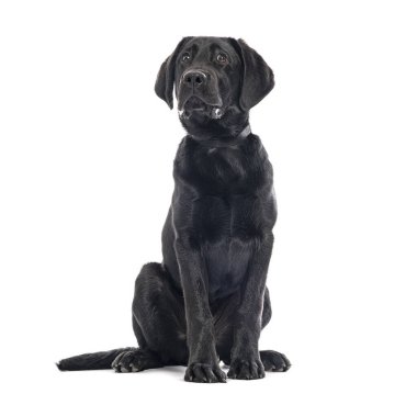 Siyah Labrador Retriever 'ın Stüdyo fotoğrafı. Oturup merakla izliyor.
