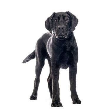Sevimli siyah labrador köpeği beyaz bir arka planda duruyor ve meraklı görünüyor.
