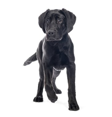 Siyah labrador köpek yavrusu yürüyor ve beyaz bir arka planda meraklı görünüyor.