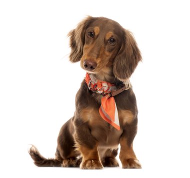 Uzun saçlı, turuncu kolye takan, beyaz arka planda oturan ve poz veren şirin dachshund 'un stüdyo fotoğrafı.