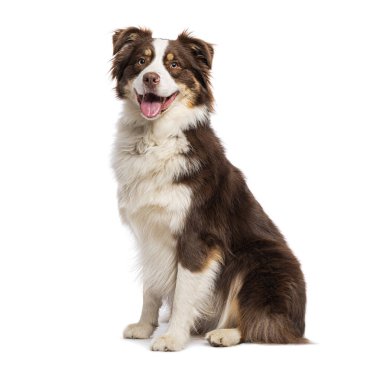 Mutlu Avustralyalı çoban köpekleri oturur ve soluk soluğa kalır, beyaz arka planda izole.