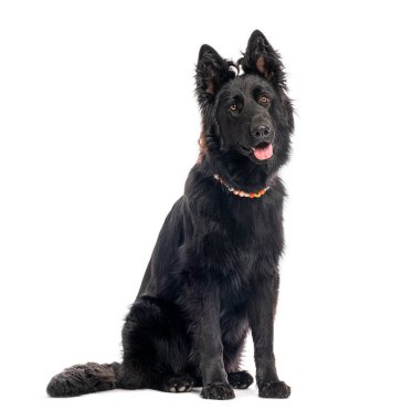 Siyah, yaşlı bir Alman çoban köpeğinin soluk soluğa soluğa beyaz bir arka planda otururken çekilmiş bir fotoğrafı.