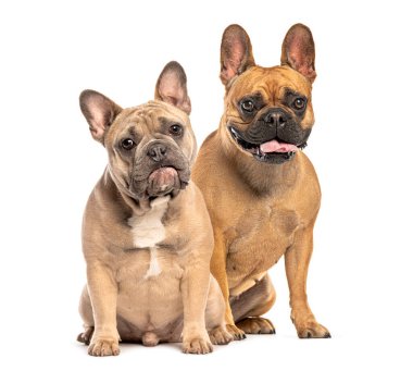 İki sevimli Fransız bulldog yan yana oturmuş, temiz beyaz bir arka plana karşı eşsiz kişiliklerini sergiliyorlar.