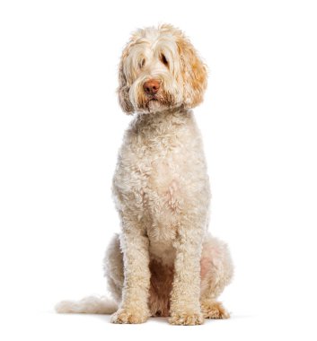 Çekici Avustralyalı Cobberdog oturuyor ve zarifçe poz veriyor, poz veriyor tüylü kürkünü ve nazik tavırlarını sergiliyor.