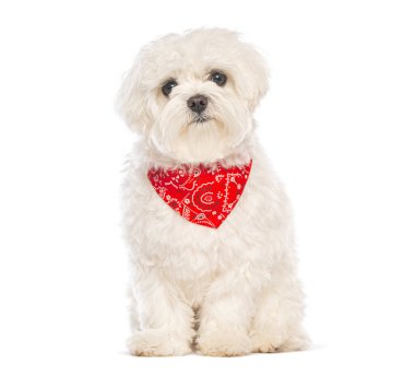 Kırmızı bandana takan sevimli Malta köpeği, köpek modası ve hayvan aksesuarları sergiliyor.