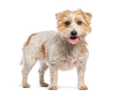 Beyaz bir arka planda soluk soluğa kalmış Jack Russell Terrier 'ın stüdyo çekimi.