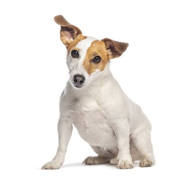 Sevimli Jack Russell Terrier oturuyor ve kafasını beyaz bir arka plana yaslamış meraklı bakıyor.