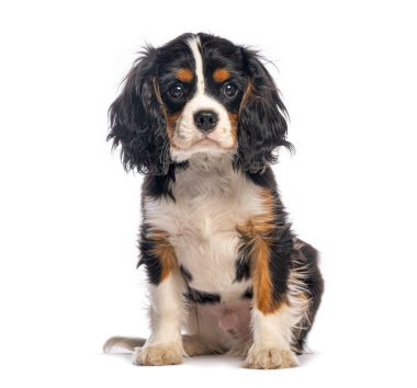 Sevimli şövalye kral Charles Spaniel köpek yavrusu beyaz bir arka planda oturuyor ve bekliyor.