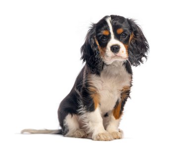 Sevimli şövalye kral Charles Spaniel köpek yavrusu oturuyor ve kameraya bakıyor, kusursuz beyaz bir arka planda izole edilmiş.