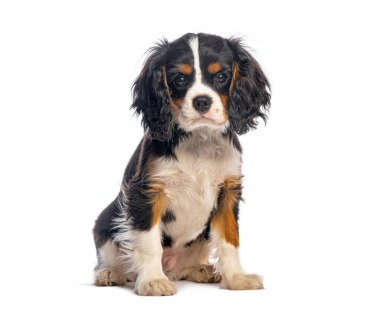 Beyaz arka planda oturan sevimli şövalye Kral Charles Spaniel.