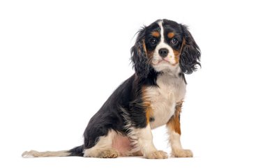 Sevimli şövalye kral Charles Spaniel köpek yavrusu kusursuz beyaz bir arka planda oturuyor ve poz veriyor.