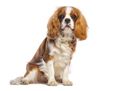 Süvari Kral Charles Spaniel 'in beyaz arka planda oturup kameraya bakarken ki görüntüleri.