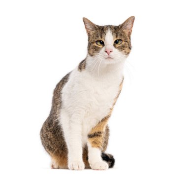 Avrupalı evcil kedi beyaz arka planda gözlerden uzak bir şekilde oturuyor ve bakıyor.