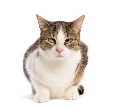 Avrupa 'nın kısa boylu kedisi, beyaz arka planda soyutlanmış, şaşı gözlerle yalan söylüyor ve bakıyor