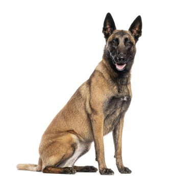 Belçikalı çoban köpeği beyaz arka planda oturuyor ve nefes nefese.