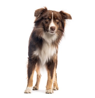 Sevimli Amerikan çoban köpeği beyaz bir arka planda duruyor ve ileriye bakıyor.