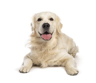 Golden retriever köpeği uzanıyor, nefes nefese ve dilini uzatıyor, beyaz arka planda izole bir şekilde.
