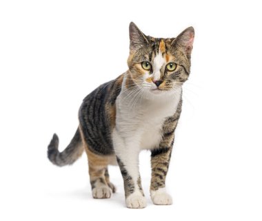 Beyaz arka planda soytarı kedi dikilip bakıyor.