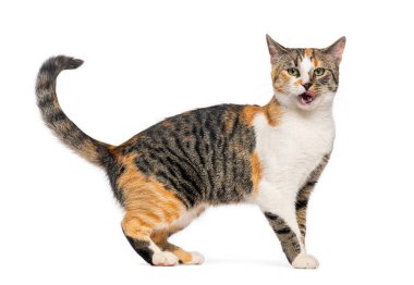 Meraklı kedi burnunu yalıyor, bembeyaz.