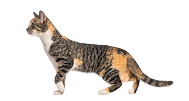 Meraklı bir kedinin beyaz üzerinde yürüyüp bakışları.