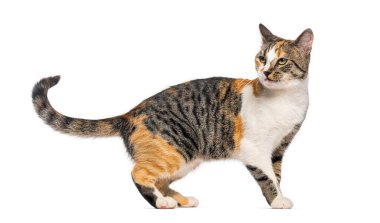 Beyaz arka planda duran, omzunun üzerinden bakan bir yavru kedinin stüdyo çekimi.