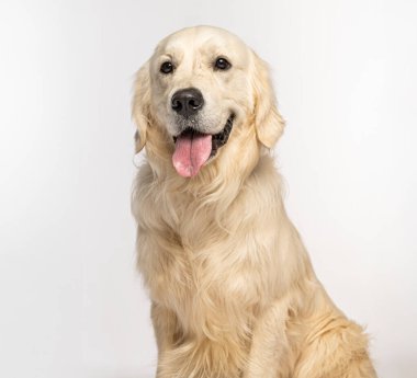 Golden retriever köpeği beyaz bir arka planda oturuyor ve nefes nefese.