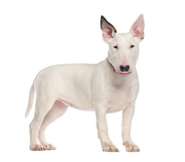 Sevimli beyaz teriyer köpek yavrusu dikiliyor ve bembeyaz bir arka planda bekliyor.