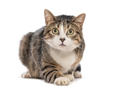 Avrupalı kısa boylu kedi yerde çömelmiş ve şaşkınlıkla yukarıya bakıyor, bembeyaz.