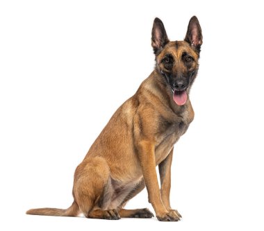 Belçikalı çoban köpeği beyaz arka planda oturuyor ve nefes nefese.