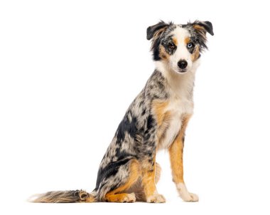 Sevimli, minyatür Amerikan çobanı beyaz bir arka planda oturuyor ve güzel pardösüsünü gösteriyor.