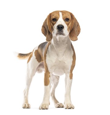 Beagle beyaz bir arka planda duruyor ve ileriye bakıyor.