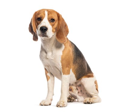 Beagle oturuyor ve kameraya bakıyor, bembeyaz.