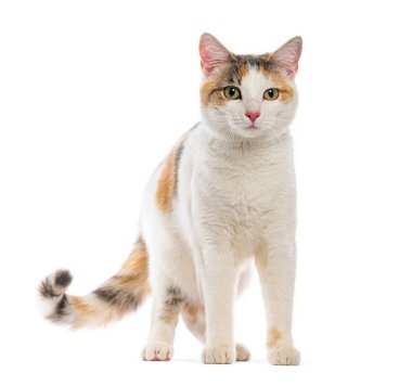 Harleqin desenli kedi ayakta ve beyaz arka plana bakıyor