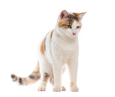 Calico kedisi dikilip dikkatlice bakıyor, beyaz bir arka planda izole edilmiş.