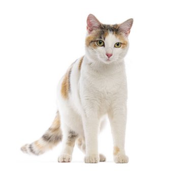 Beyaz bir arka planda bekleyen Calico kedisi