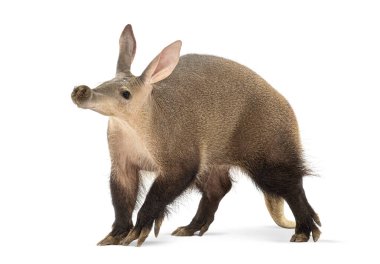 Bir karıncayiyenin tam uzunluktaki profili, orycteropus sonrası, beyaz bir arkaplanda yürür