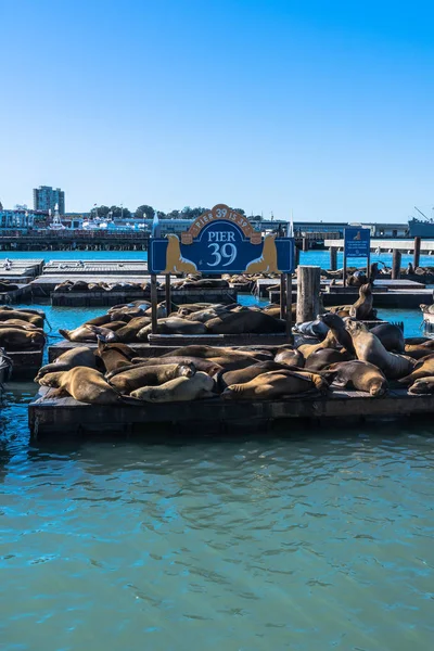 São Francisco Califórnia Eua Dezembro 2017 Leões Marinhos Plataforma Pier — Fotografia de Stock