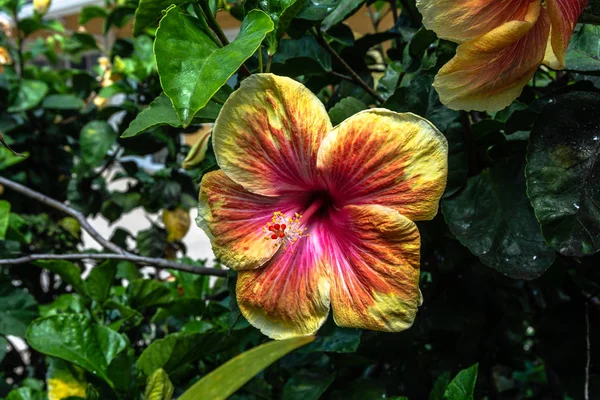 Hawaiian Hibiscus Kauai Hawaii — Stok fotoğraf