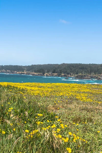 Fiori Gialli Lungo Costa Mendocino California — Foto Stock