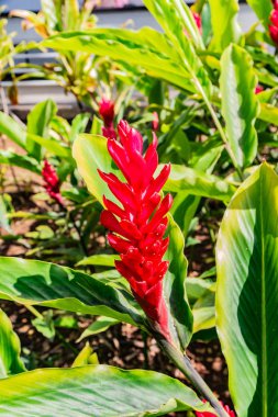 Kırmızı zencefil çiçek, Hawaii görünümünü