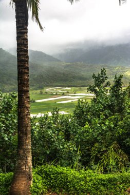 Bulutlu bir günde, Kauai, Hawaii Hanalei'deki vadinin görünümü