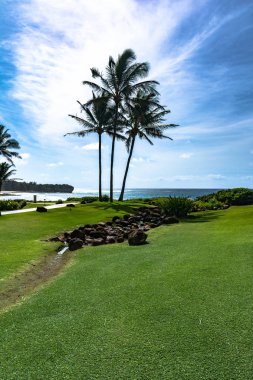 Keoniloa Bay, Kauai, Hawaii, palmiye ağaçları