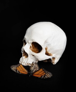 insan kafatası ve siyah stüdyo arka plan üzerinde bir kelebek yakın çekim.