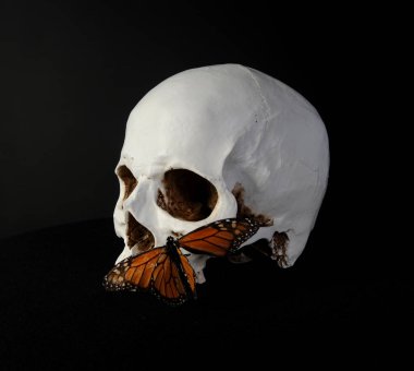 insan kafatası ve siyah stüdyo arka plan üzerinde bir kelebek yakın çekim.
