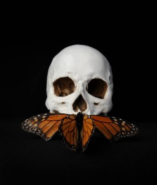 insan kafatası ve siyah stüdyo arka plan üzerinde bir kelebek yakın çekim.