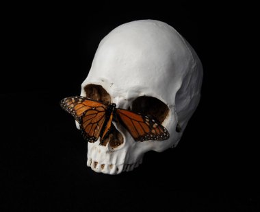 insan kafatası ve siyah stüdyo arka plan üzerinde bir kelebek yakın çekim.