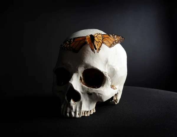 Aproape Craniul Uman Fluture Fundalul Studioului Negru — Fotografie, imagine de stoc